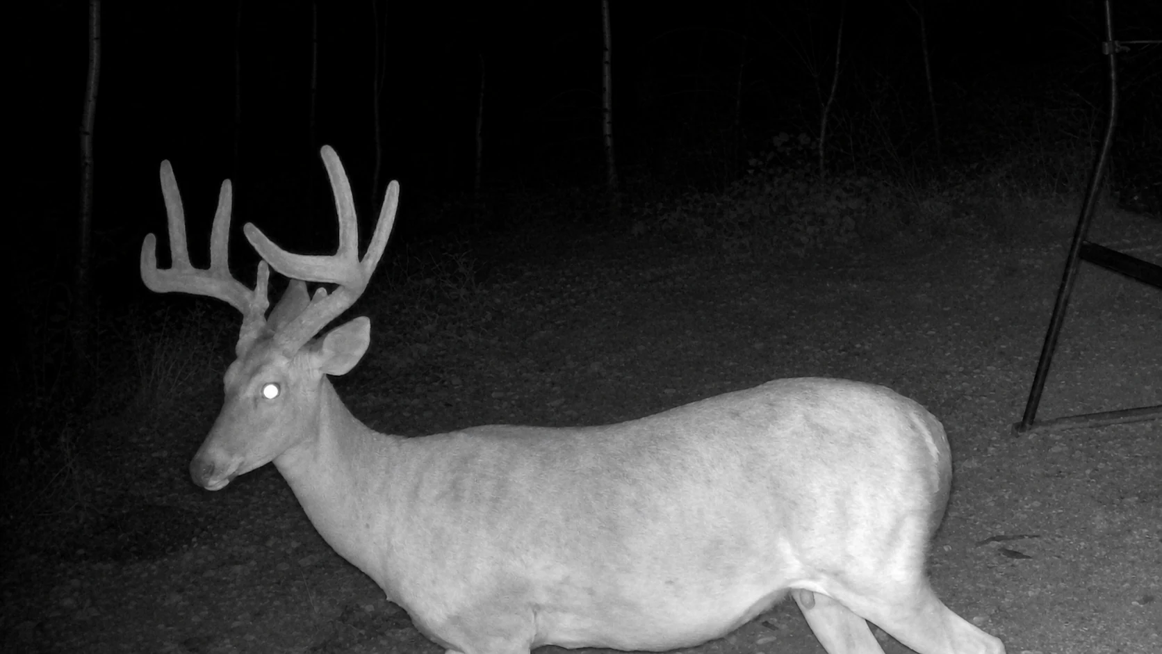 Sleeping Doe Ranch
